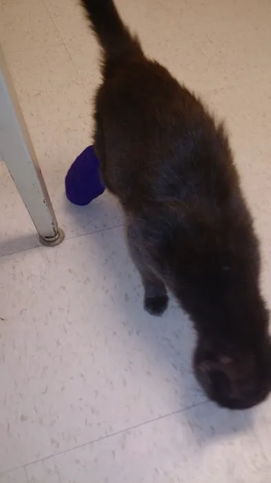 Canton Veterinary Clinic, L.L.C. Picture 5