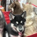 Rushville Veterinary Clinic