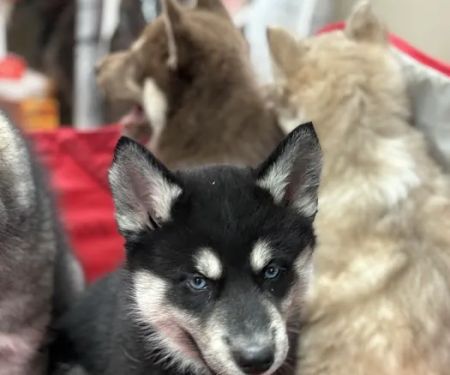 Rushville Veterinary Clinic