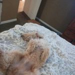 Canton Veterinary Clinc- Palmyra