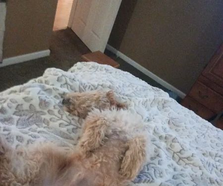 Canton Veterinary Clinc- Palmyra