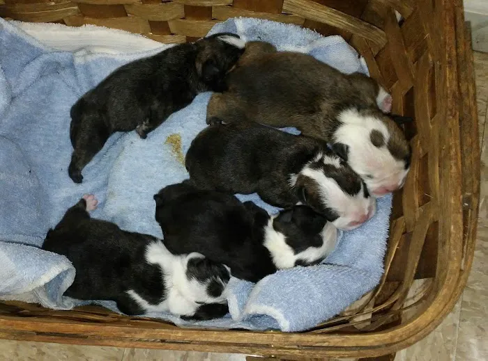 Canton Veterinary Clinc- Palmyra Picture 3