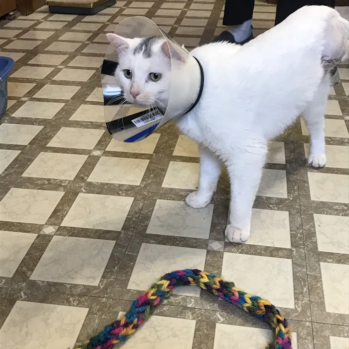 Canton Veterinary Clinc- Palmyra Picture 8