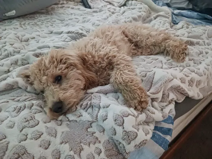 Canton Veterinary Clinc- Palmyra Picture 10