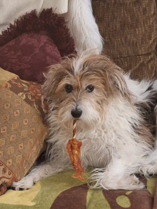 Wommack w N DVM Picture 1