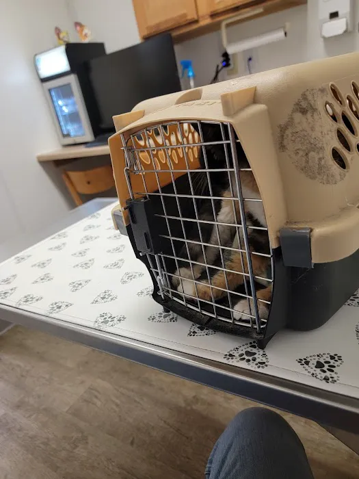 Palmya Veterinary Clinic, LLC Picture 4