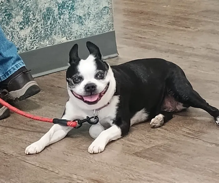 Palmya Veterinary Clinic, LLC Picture 3