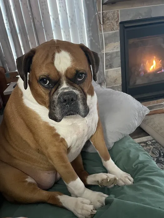 VCA Advanced Animal Hospital Picture 1