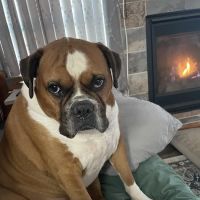 VCA Advanced Animal Hospital ico