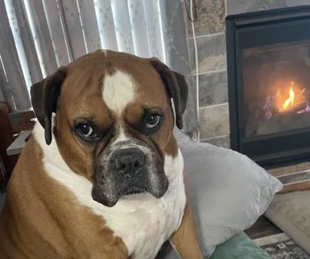 VCA Advanced Animal Hospital