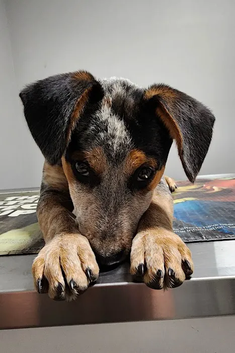 Hannibal Veterinary Clinic Picture 3