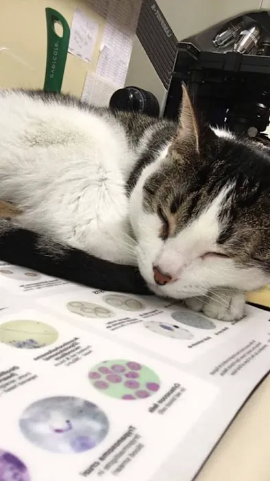 Hannibal Veterinary Clinic Picture 10