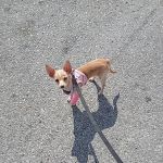 General Veterinary Clinic