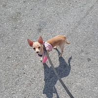 General Veterinary Clinic ico