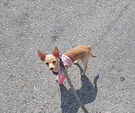 General Veterinary Clinic