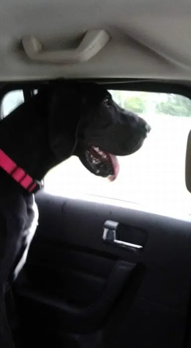 General Veterinary Clinic Picture 6