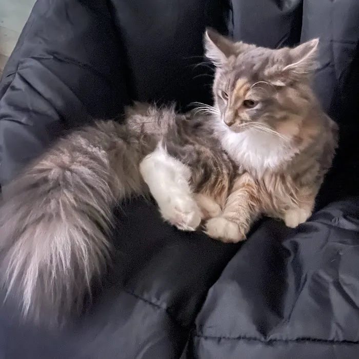 General Veterinary Clinic Picture 4