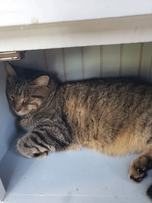 General Veterinary Clinic Picture 10