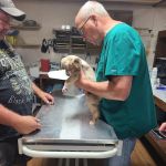 Country View Vet Service