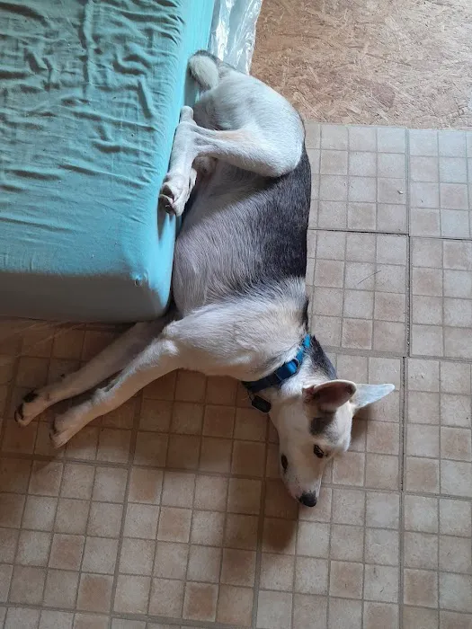 Buna Animal Hospital Picture 2