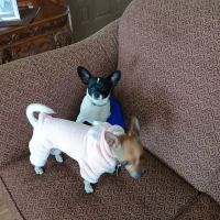 Buna Animal Hospital ico