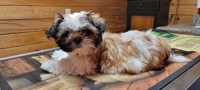 Buna Animal Hospital Picture 3