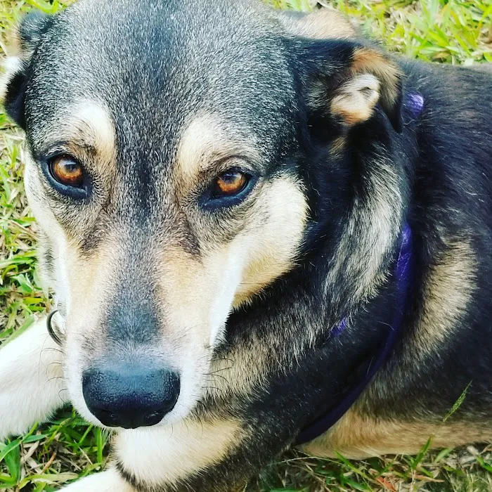 Buna Animal Hospital Picture 6