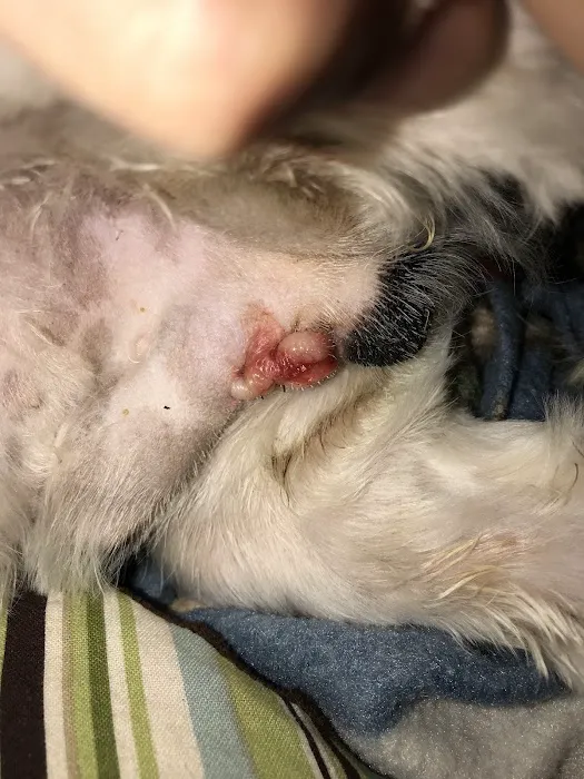 Buna Animal Hospital Picture 7