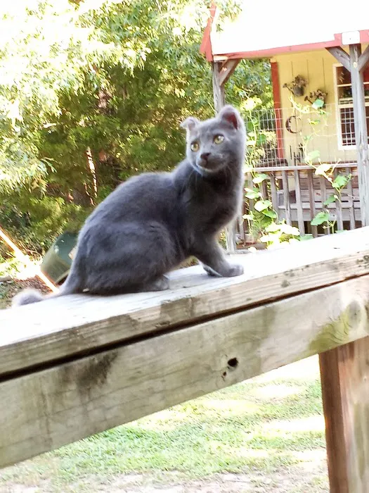 Buna Animal Hospital Picture 10