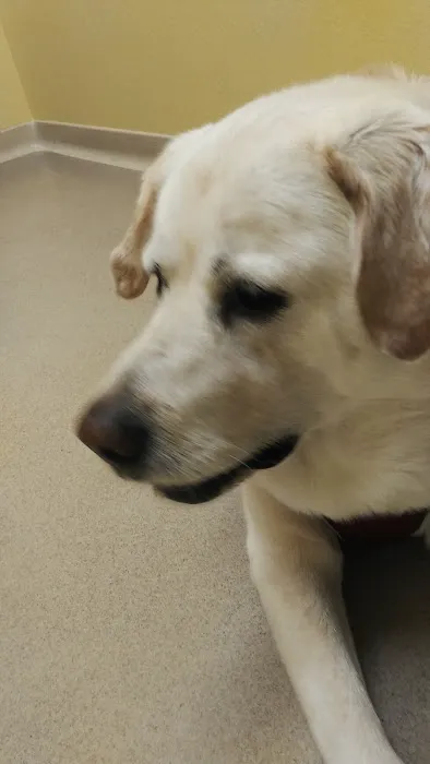 Ceglinski Animal Clinic Picture 3