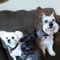 Ceglinski Animal Clinic ico