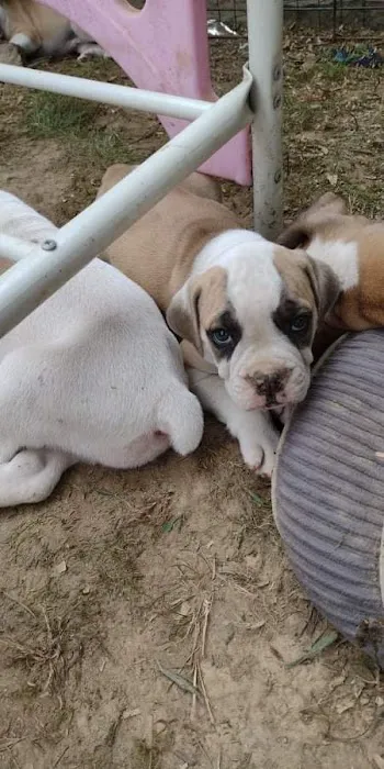 Ceglinski Animal Clinic Picture 4