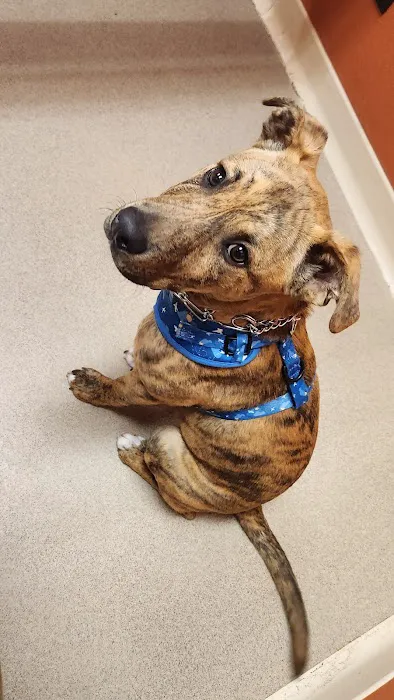 Ceglinski Animal Clinic Picture 8