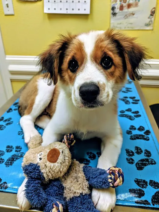 Ceglinski Animal Clinic Picture 6