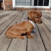 Veterinary Medical Center ico