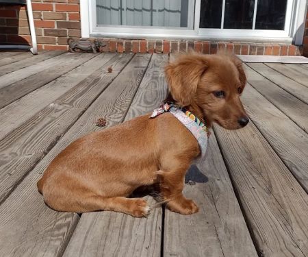 Veterinary Medical Center