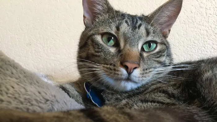 Veterinary Medical Center Picture 10