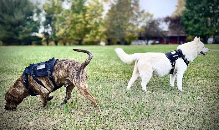 Veterinary Institute of Paducah Picture 4