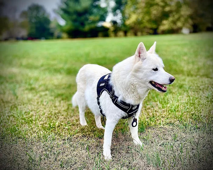 Veterinary Institute of Paducah Picture 9