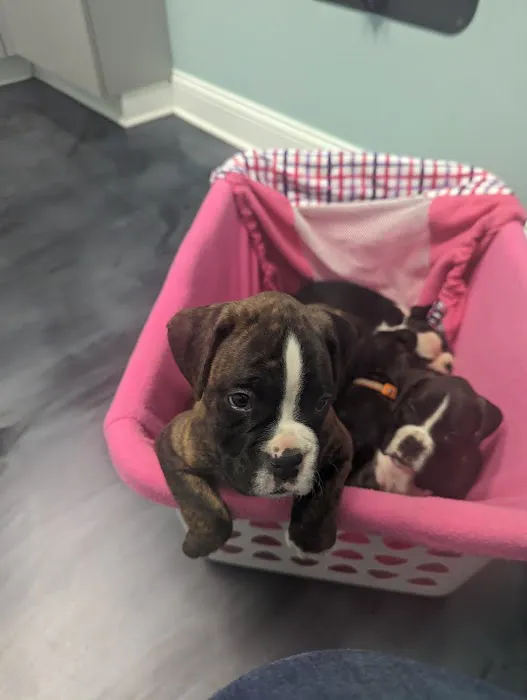 Progressive Animal Healthcare Picture 6