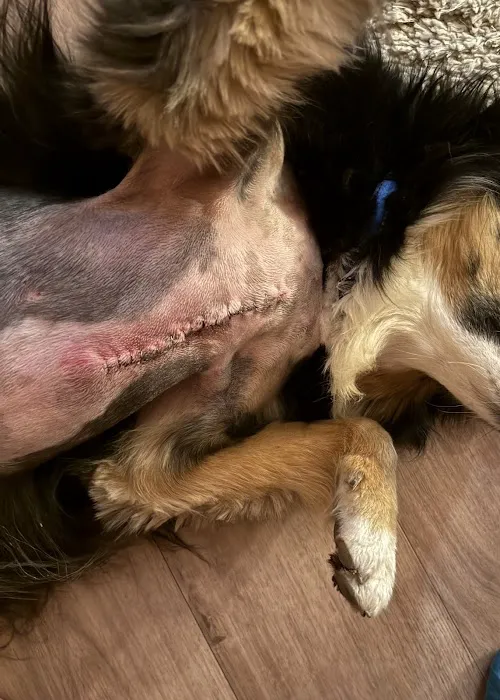 Progressive Animal Healthcare Picture 9