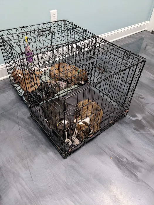 Progressive Animal Healthcare Picture 8