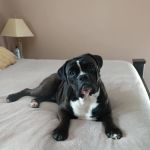 Heartland Veterinary Hospital