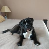 Heartland Veterinary Hospital ico