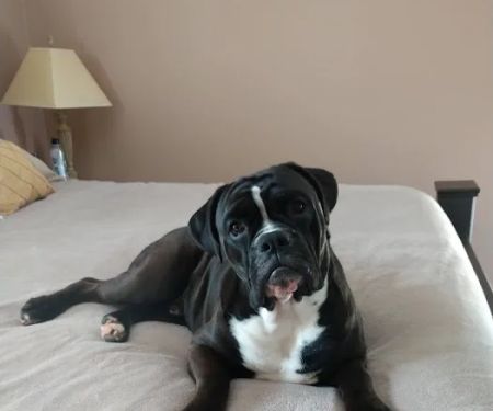 Heartland Veterinary Hospital