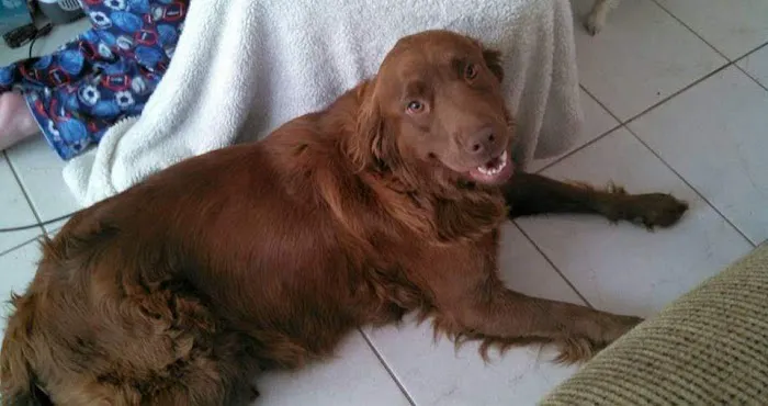 Heartland Veterinary Hospital Picture 7