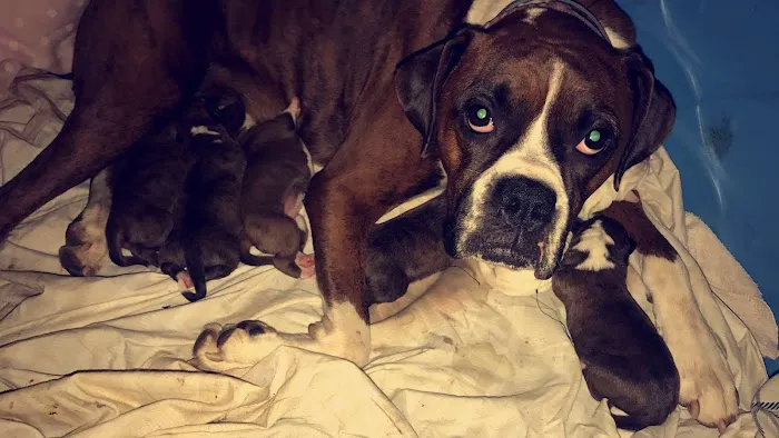 Heartland Veterinary Hospital Picture 8