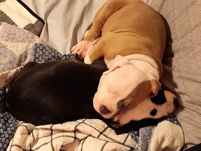 Heartland Veterinary Hospital Picture 10