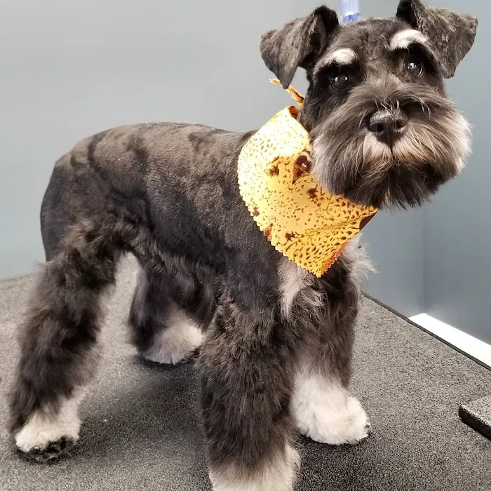 Animal Kare Center Picture 2