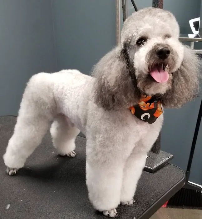 Animal Kare Center Picture 1